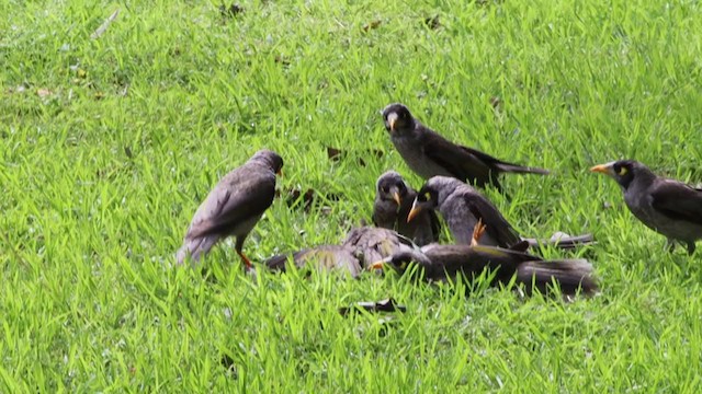 Noisy Miner - ML387113031