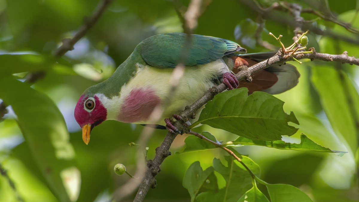 Jambu Fruit-Dove - ML387113131