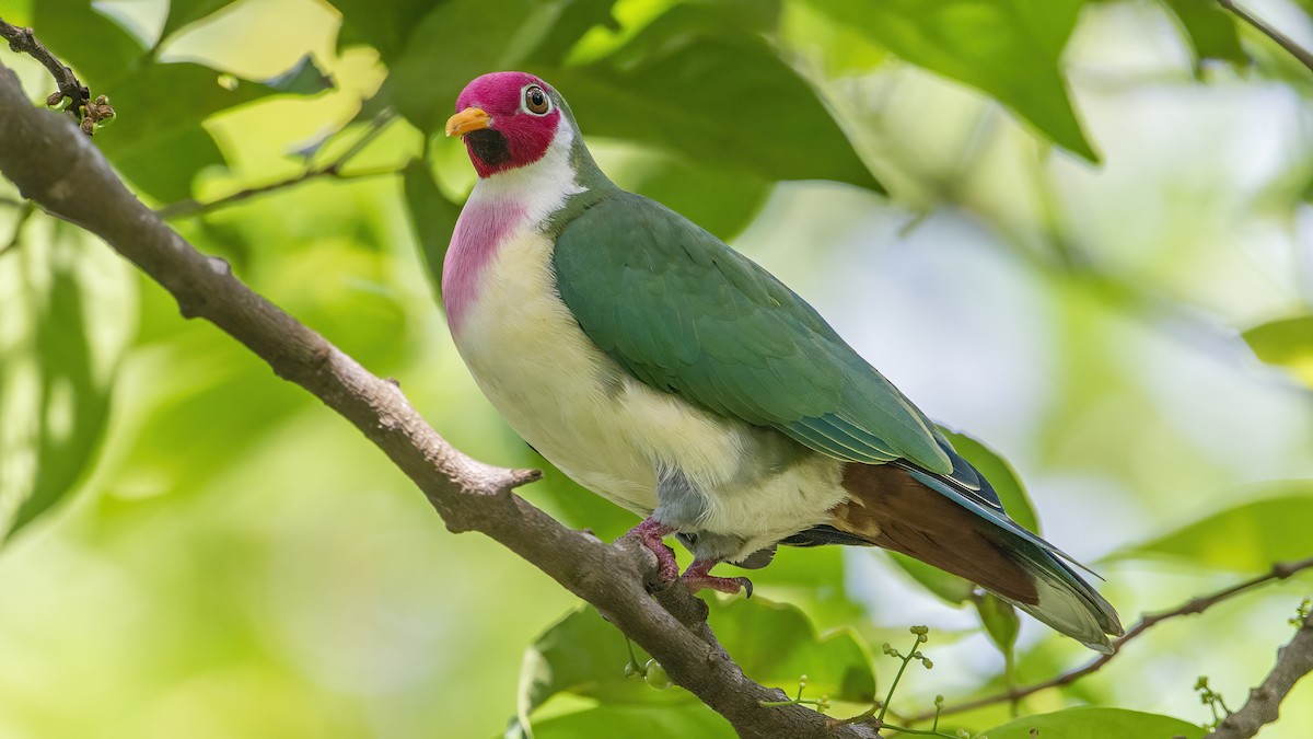 Jambu Fruit-Dove - ML387113151