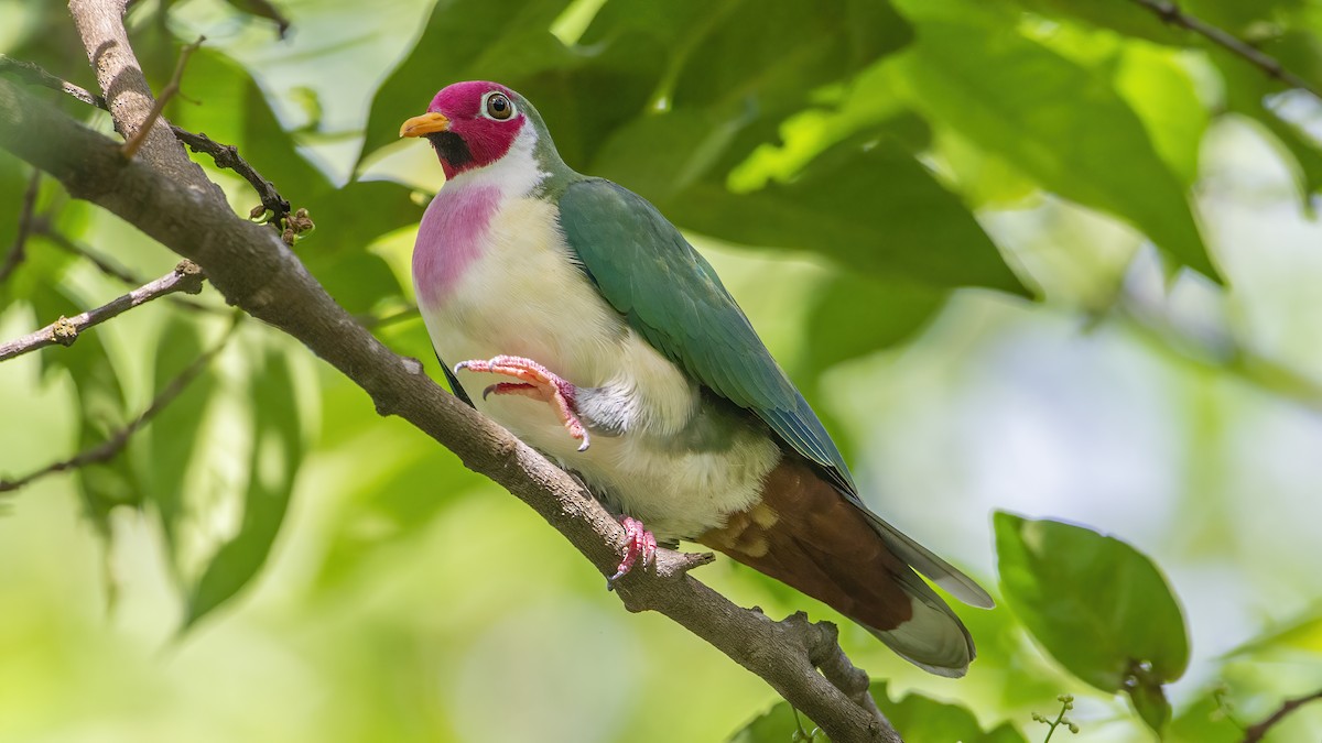 Jambu Fruit-Dove - Soong Ming Wong