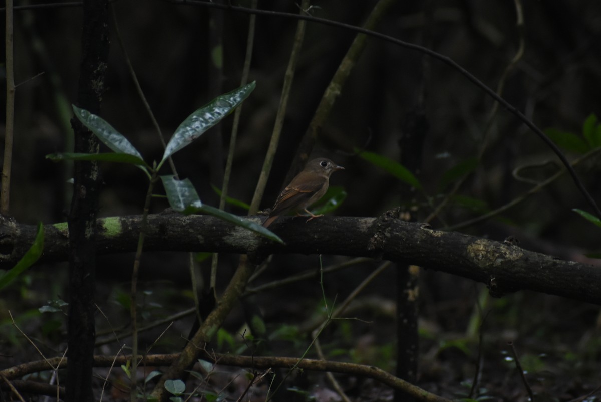 Brown-breasted Flycatcher - ML387113801