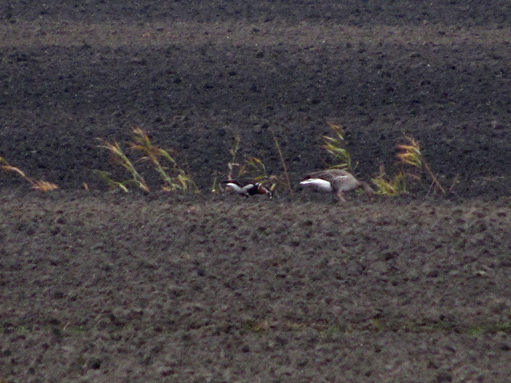 Red-breasted Goose - ML387115141