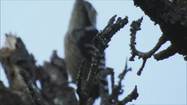 Brown-fronted Woodpecker - ML387115331