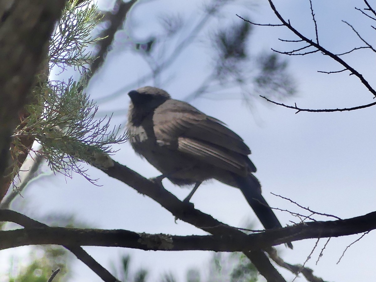 Apostlebird - Alison Turner