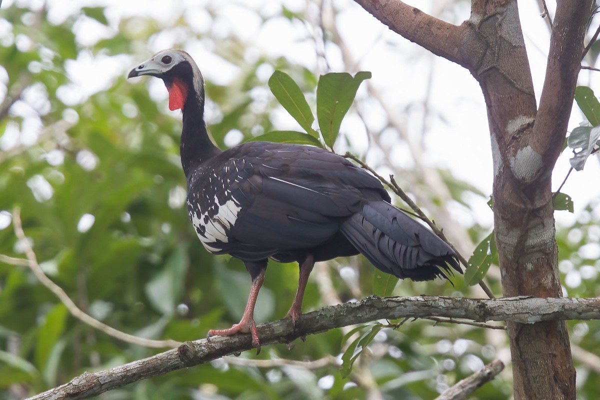 Red-throated Piping-Guan - ML387117191