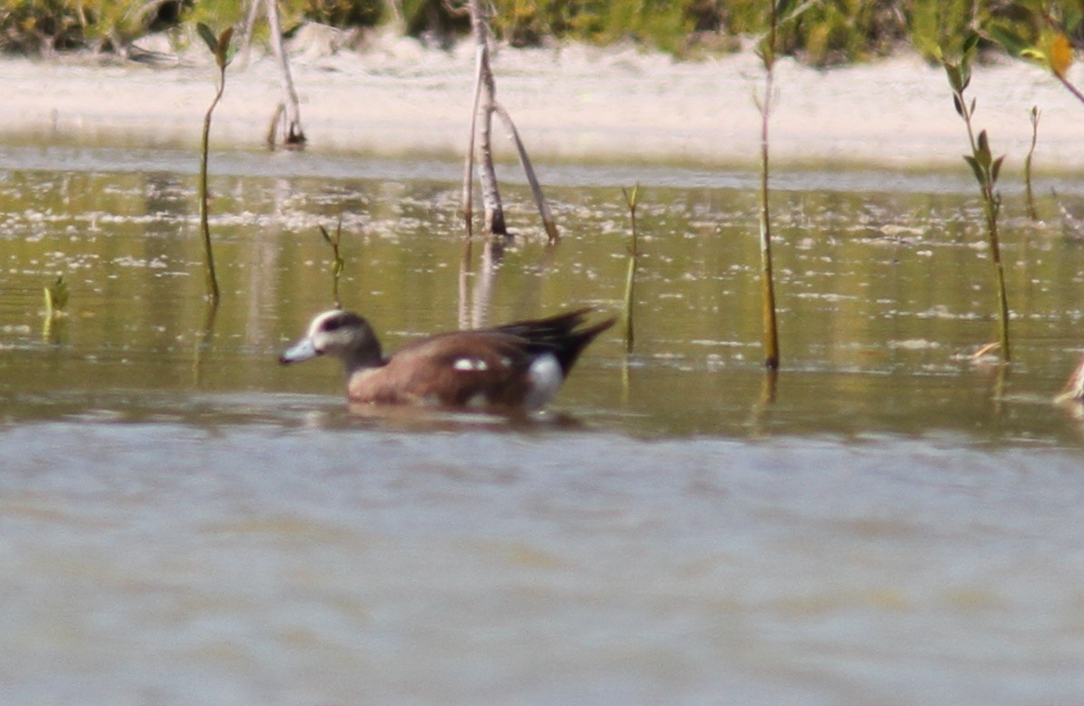 American Wigeon - Sea Williams