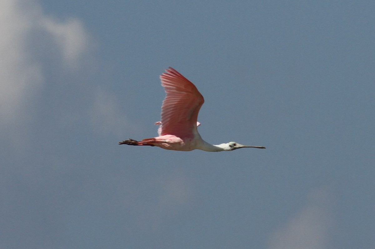 Roseate Spoonbill - Sea Williams