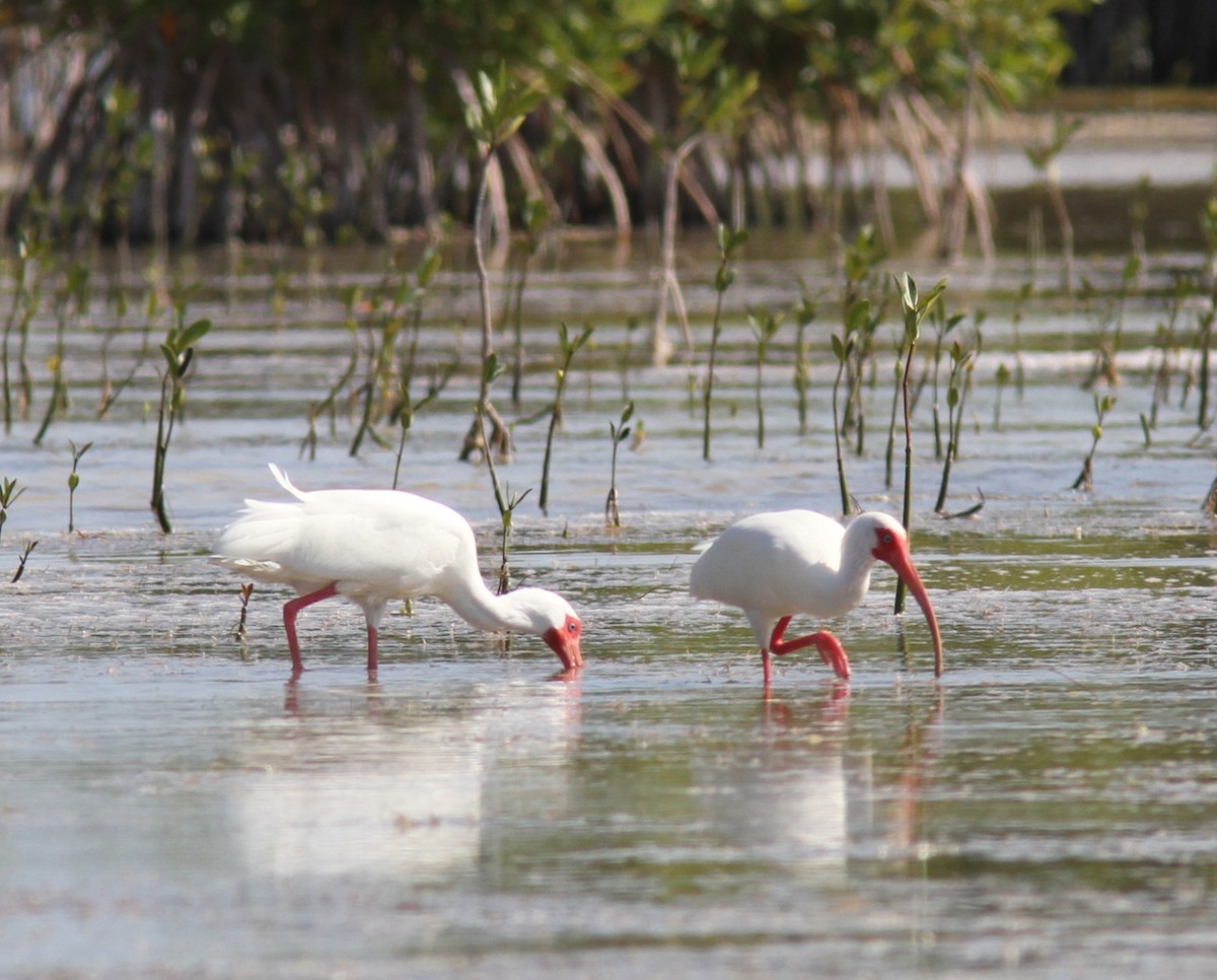 Ibis blanc - ML387119661