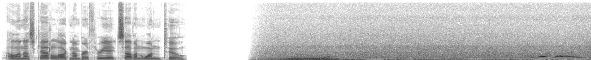 珠頸斑鳩(chinensis/tigrina) - ML38712