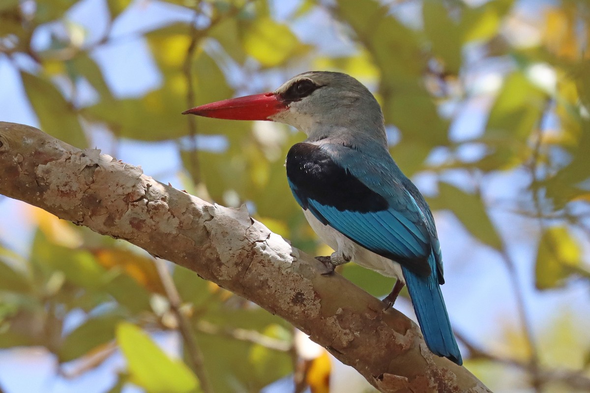 Mangrove Kingfisher - ML387120911