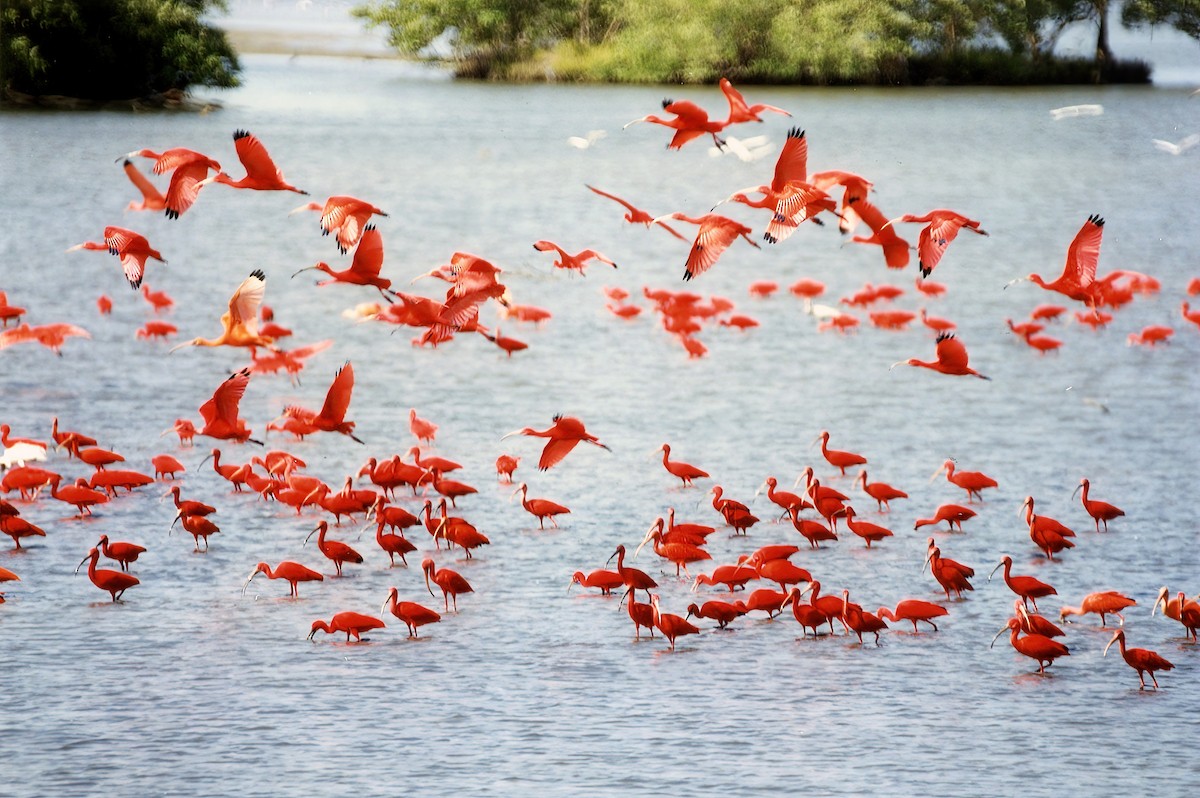 Scarlet Ibis - Greg Plowman