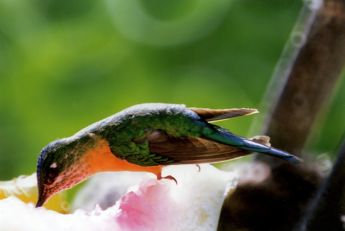 Long-tailed Sylph - Greg Plowman