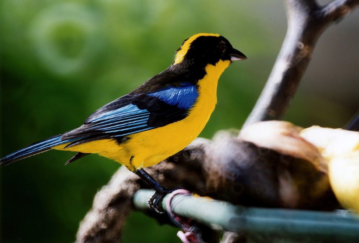 Blue-winged Mountain Tanager - Greg Plowman