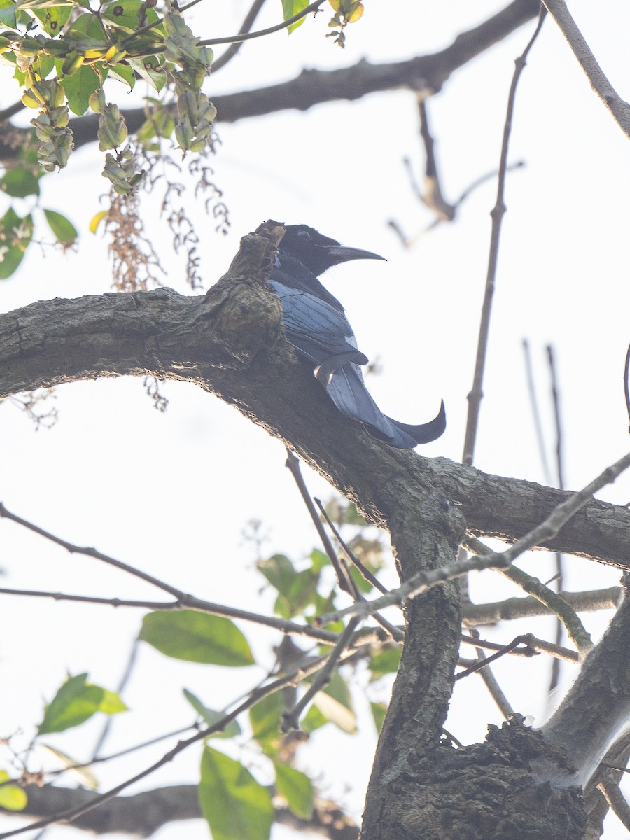 Hair-crested Drongo - ML387122031