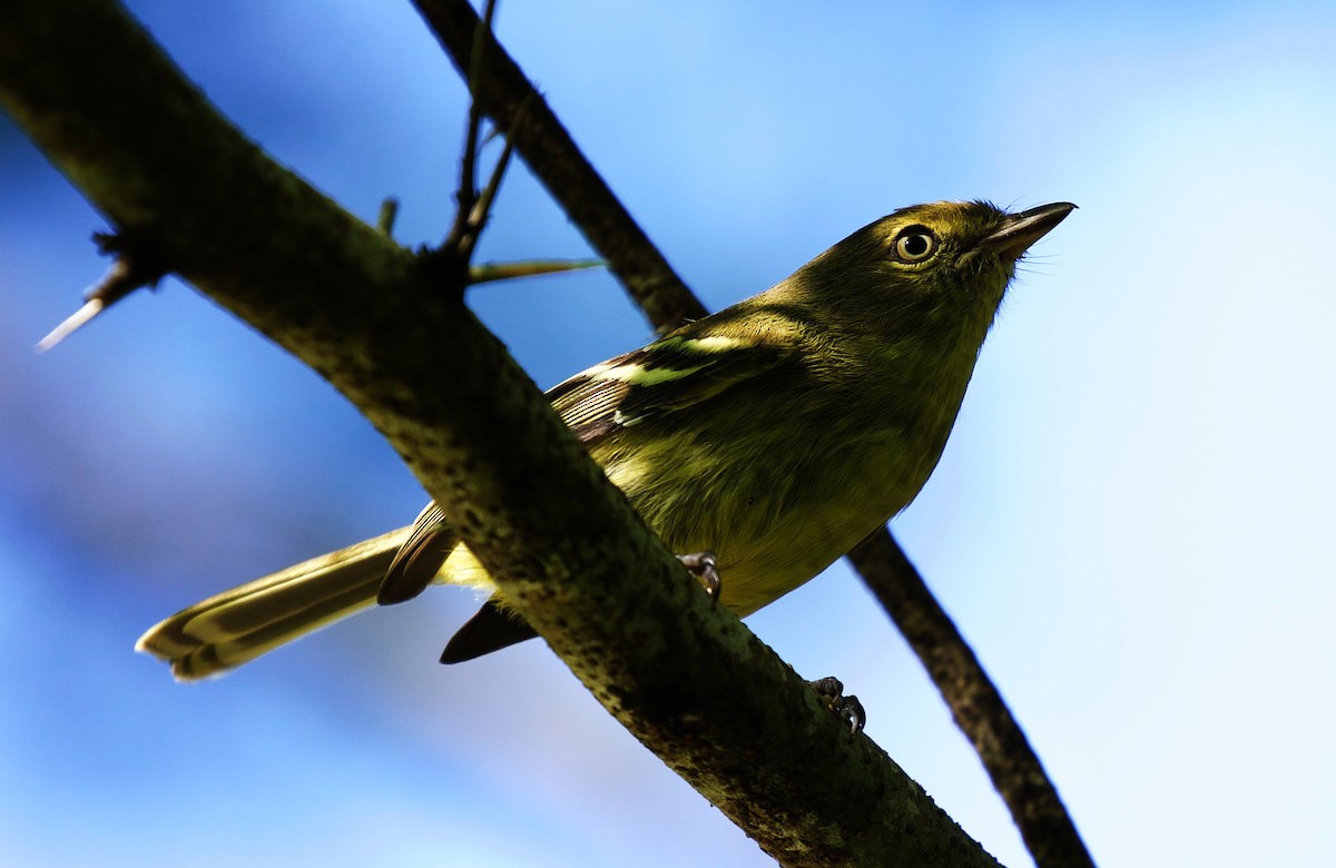 Flat-billed Vireo - ML387122731