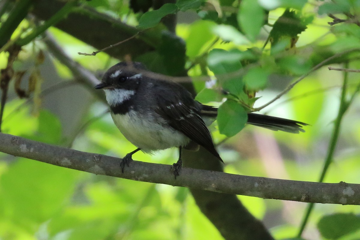 Gray Fantail - Deb & Rod R