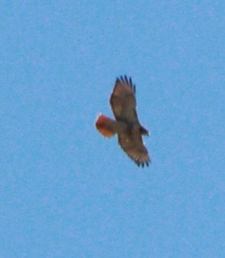 Red-tailed Hawk - ML387125391