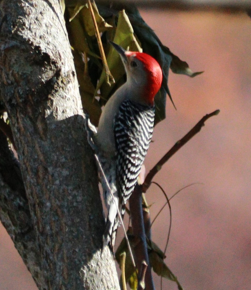 Red-bellied Woodpecker - ML387125611