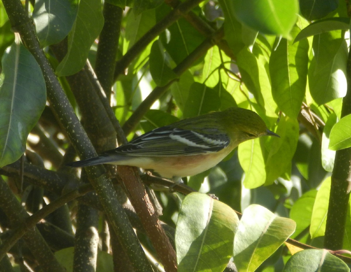 Bay-breasted Warbler - Sabino Rafael Silva Rojas