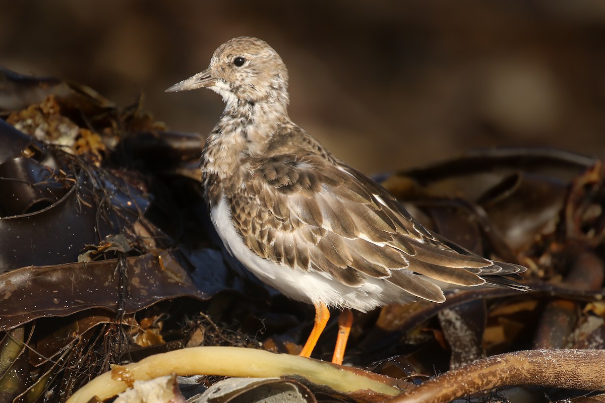 Ruddy Turnstone - ML387126321