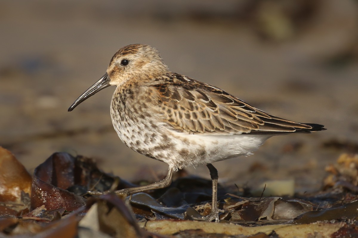 Dunlin - Frank Thierfelder