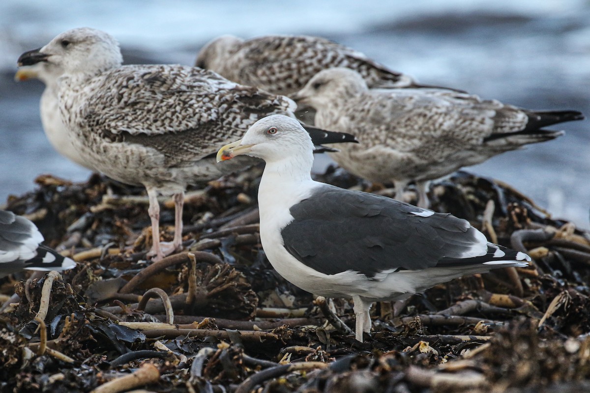 Great Black-backed Gull - Frank Thierfelder