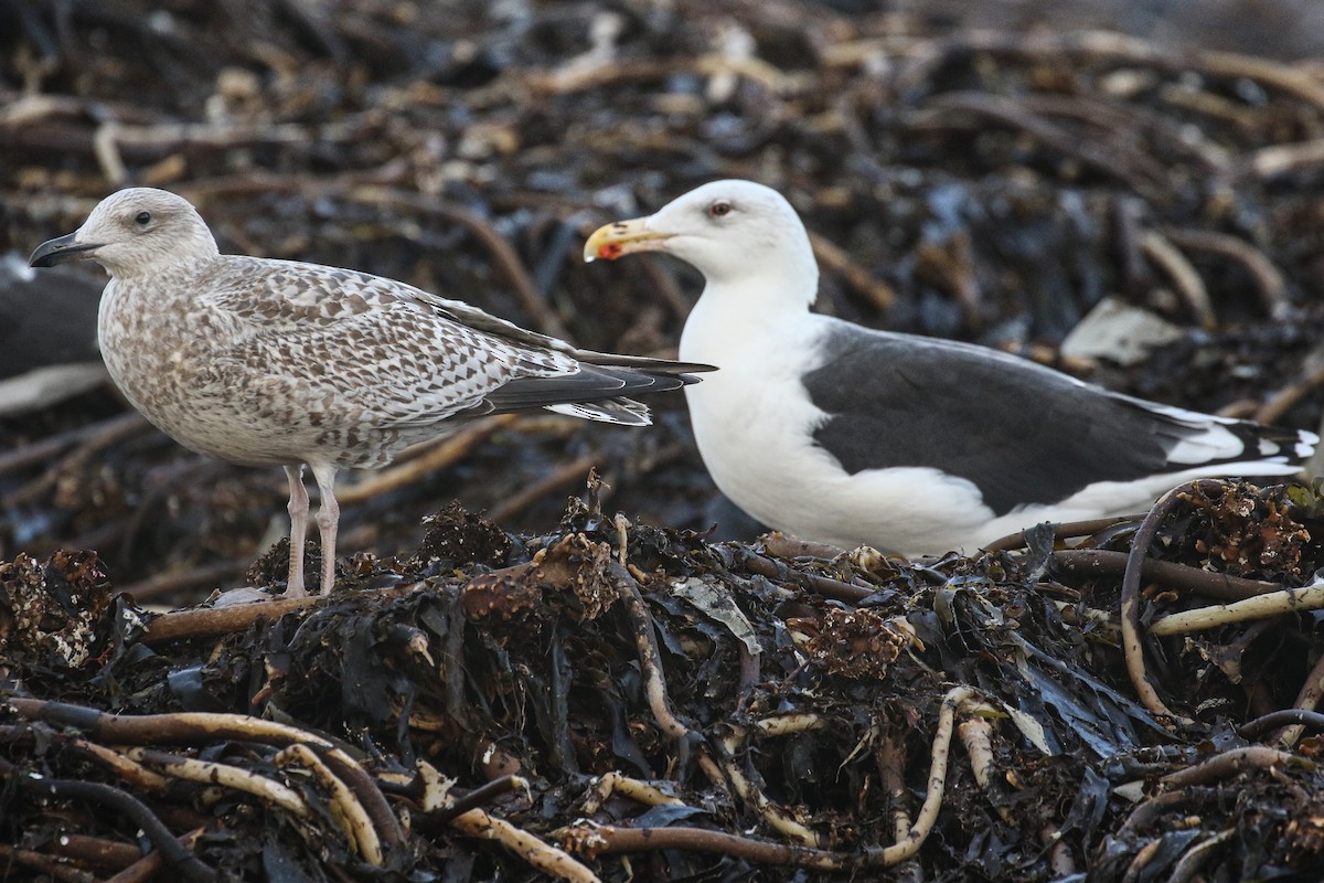 Great Black-backed Gull - ML387126571