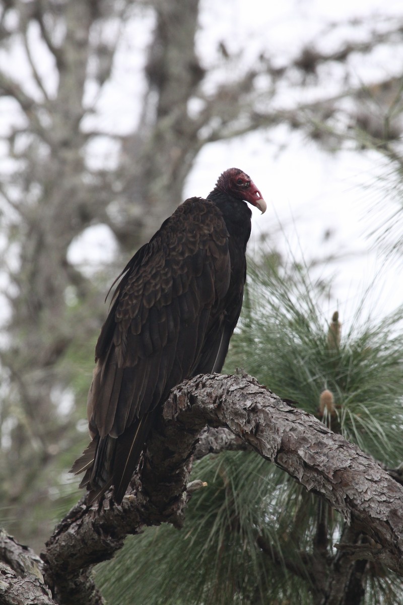 Turkey Vulture - Mary Kimberly