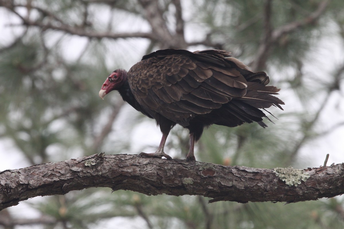 Turkey Vulture - Mary Kimberly