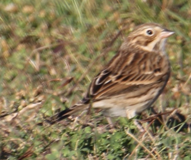 Vesper Sparrow - David Hayes