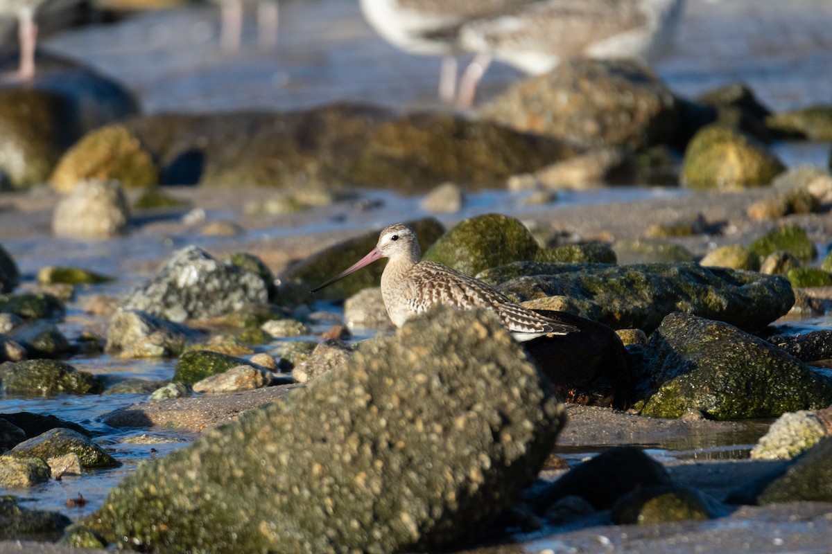 Bar-tailed Godwit - ML387127681