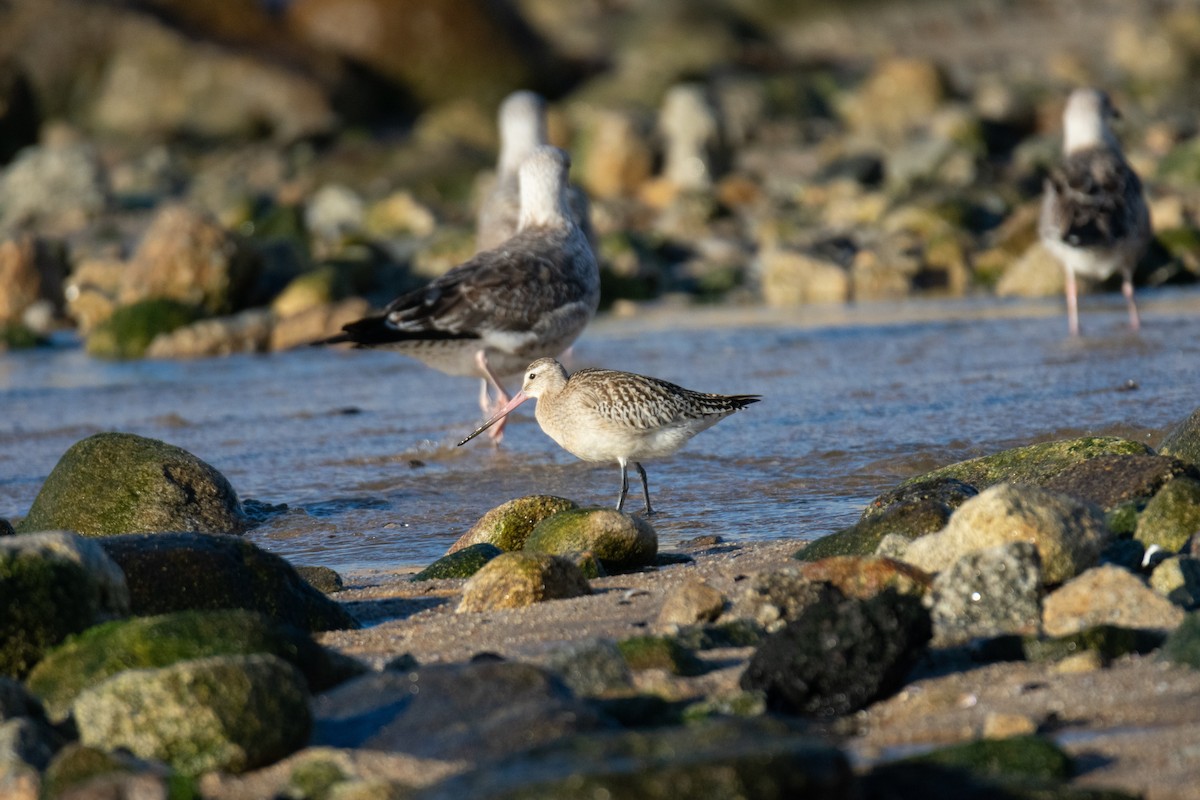 Bar-tailed Godwit - ML387127701