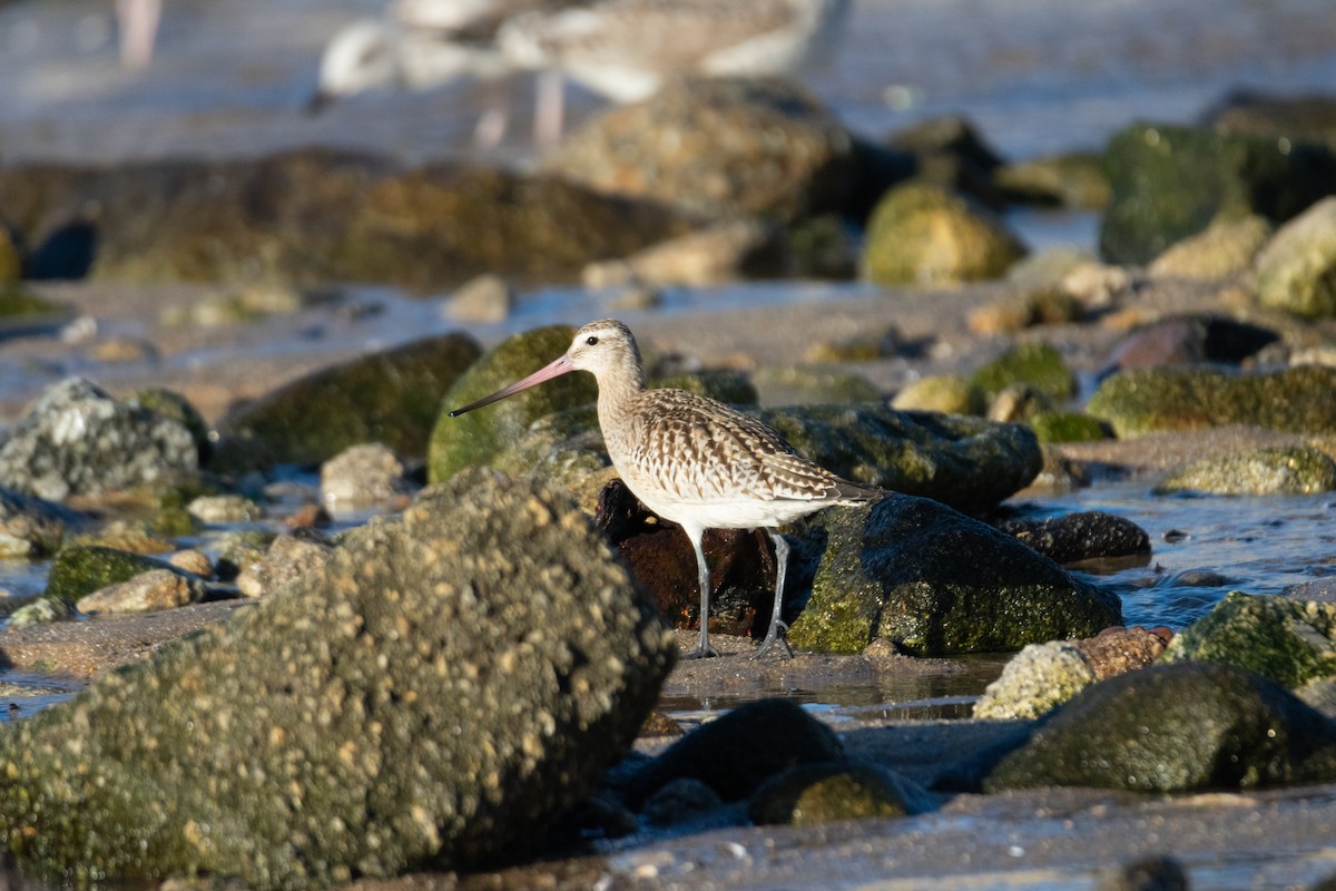 Bar-tailed Godwit - ML387127711