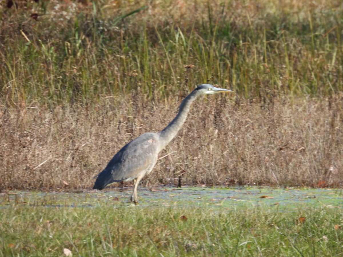 Great Blue Heron - ML387129661