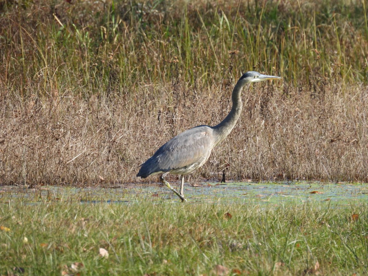 Great Blue Heron - ML387129671