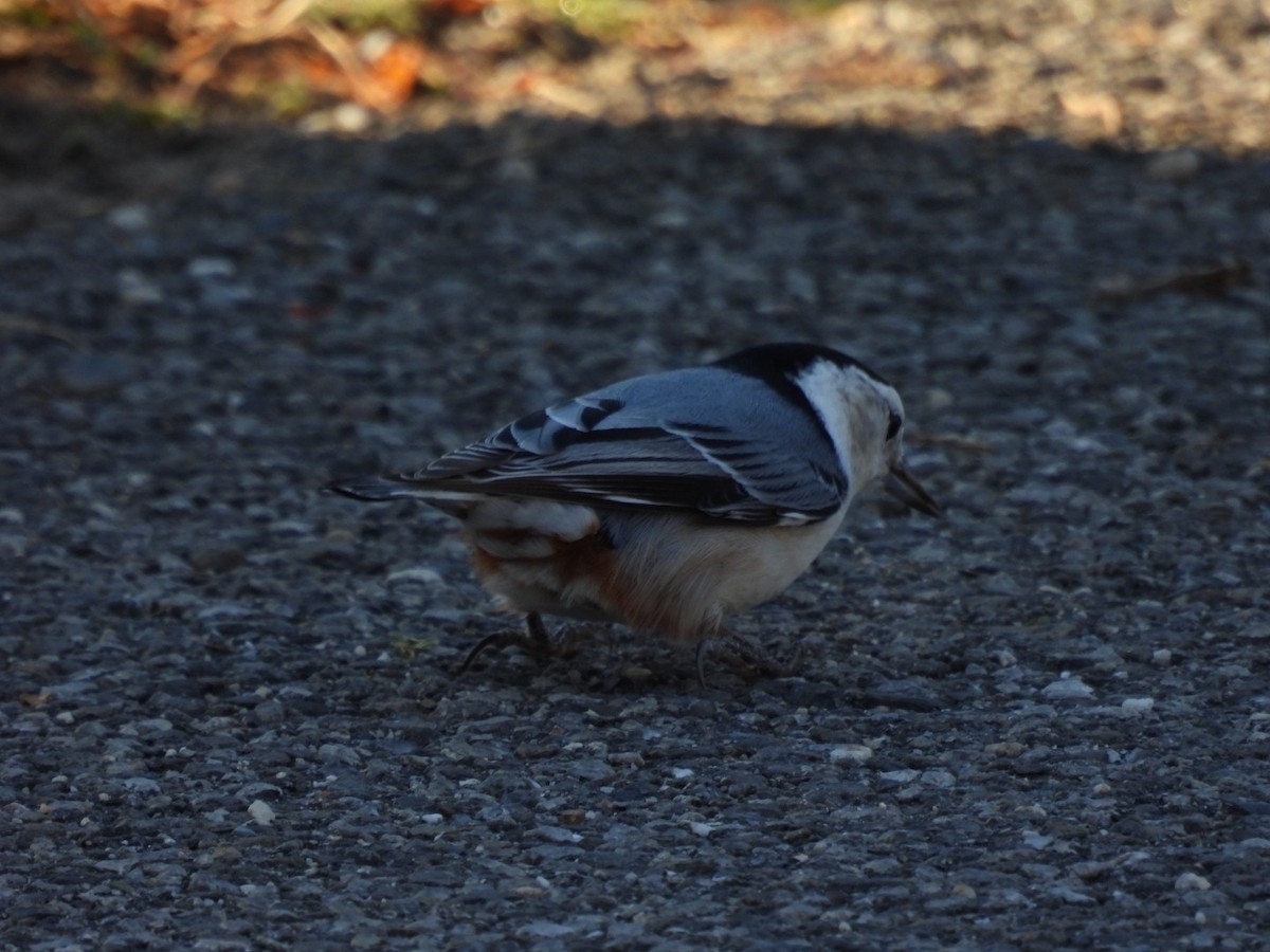 White-breasted Nuthatch - ML387129701