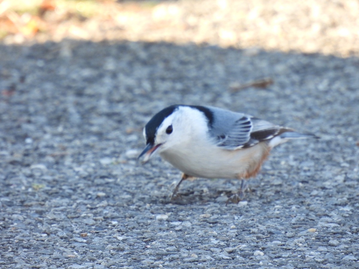 White-breasted Nuthatch - ML387129711