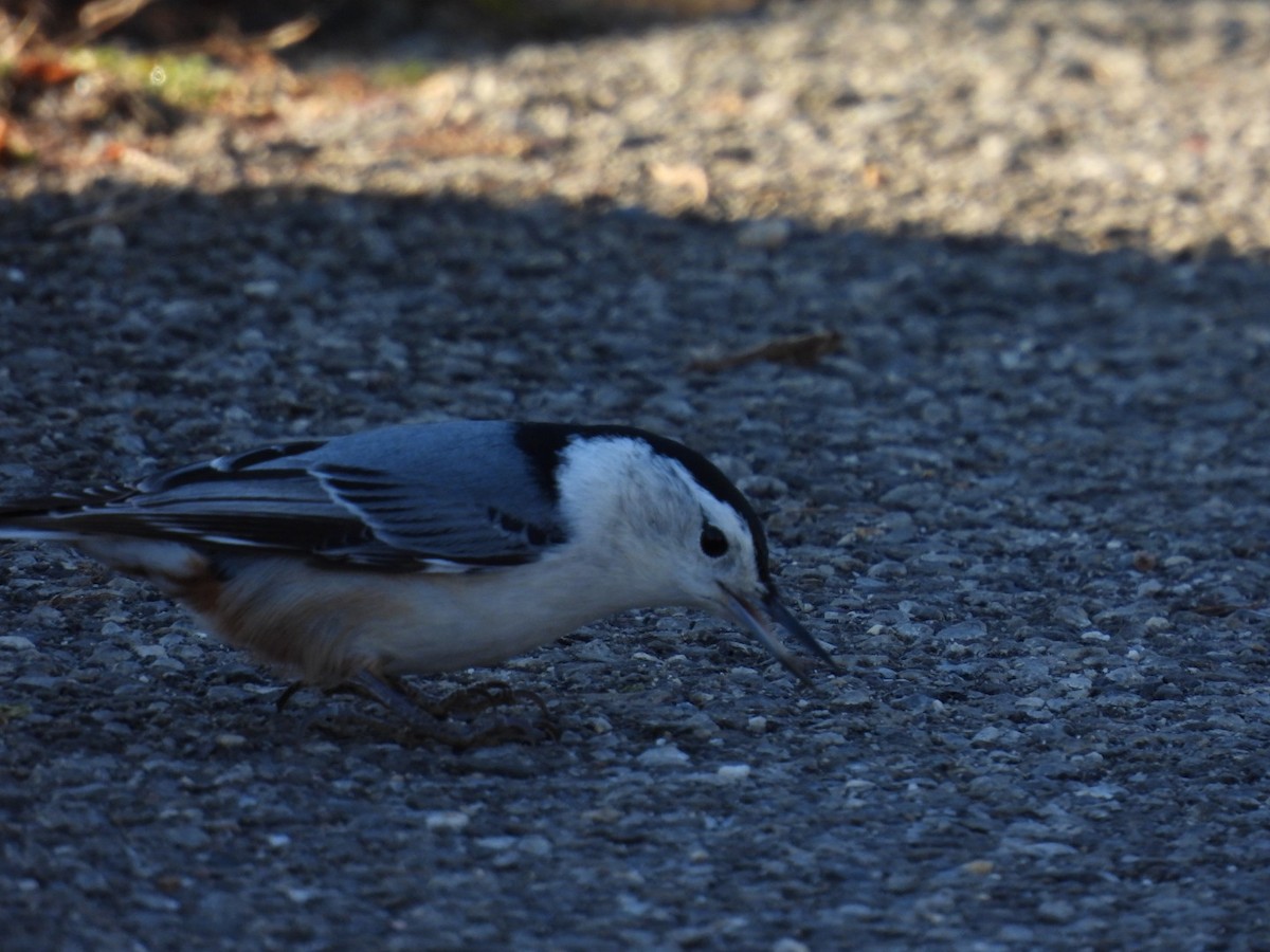 White-breasted Nuthatch - ML387129721