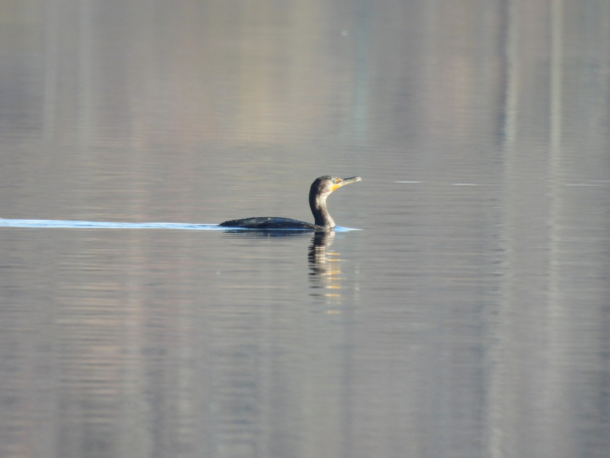 Double-crested Cormorant - ML387129871