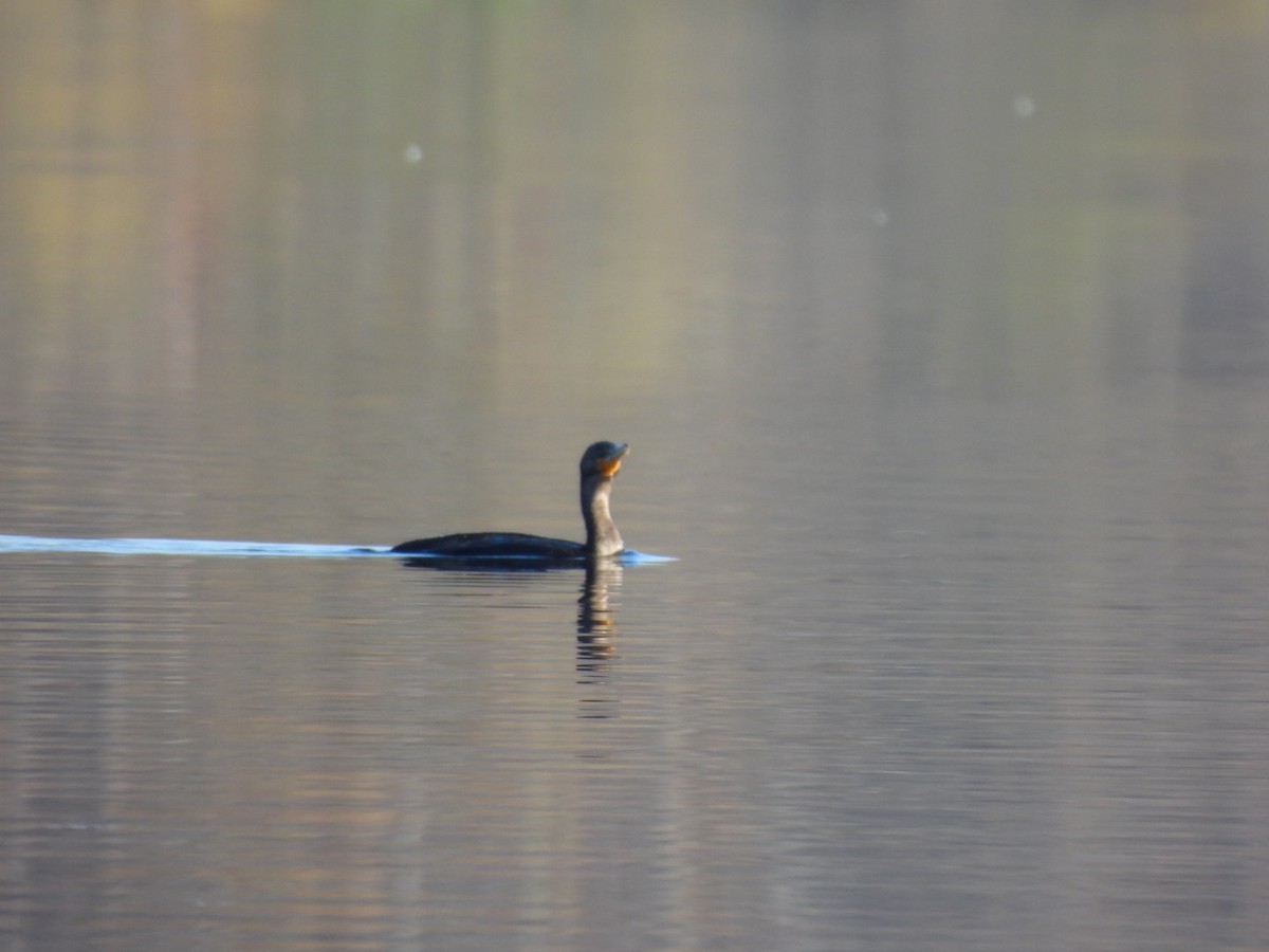 Double-crested Cormorant - ML387129881