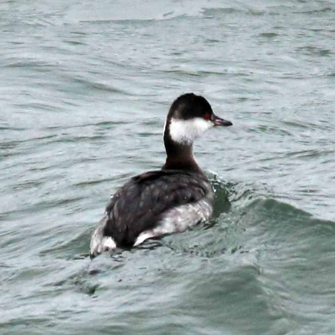 Horned Grebe - ML38713161