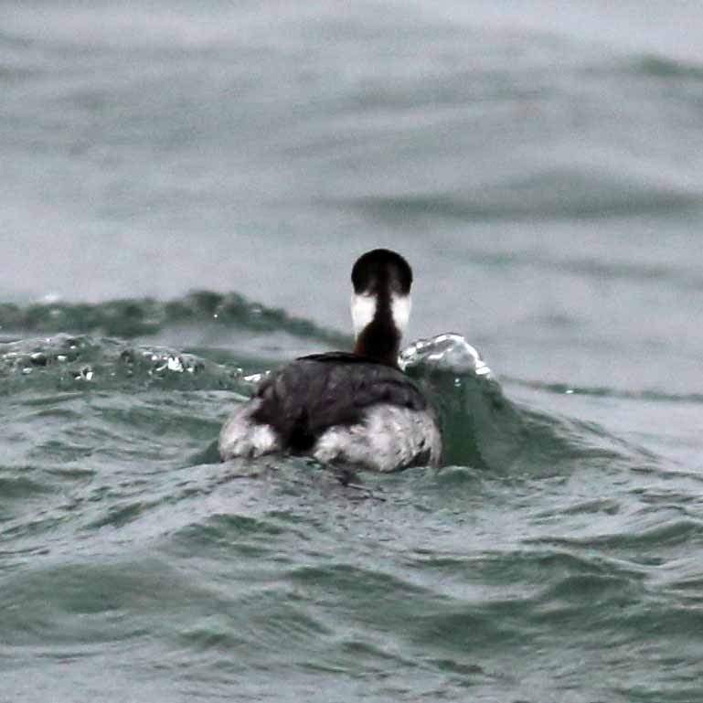 Horned Grebe - ML38713171