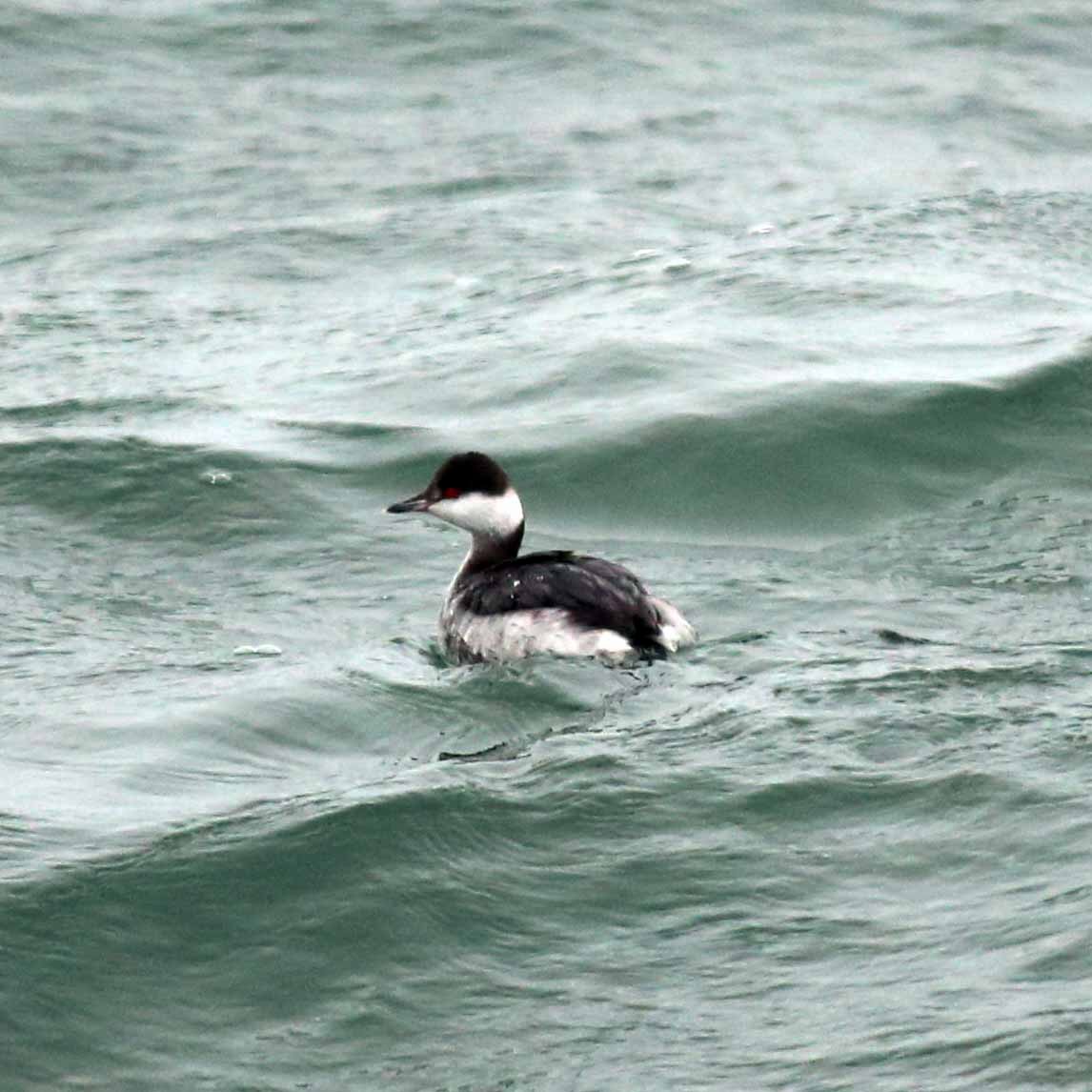 Horned Grebe - ML38713191