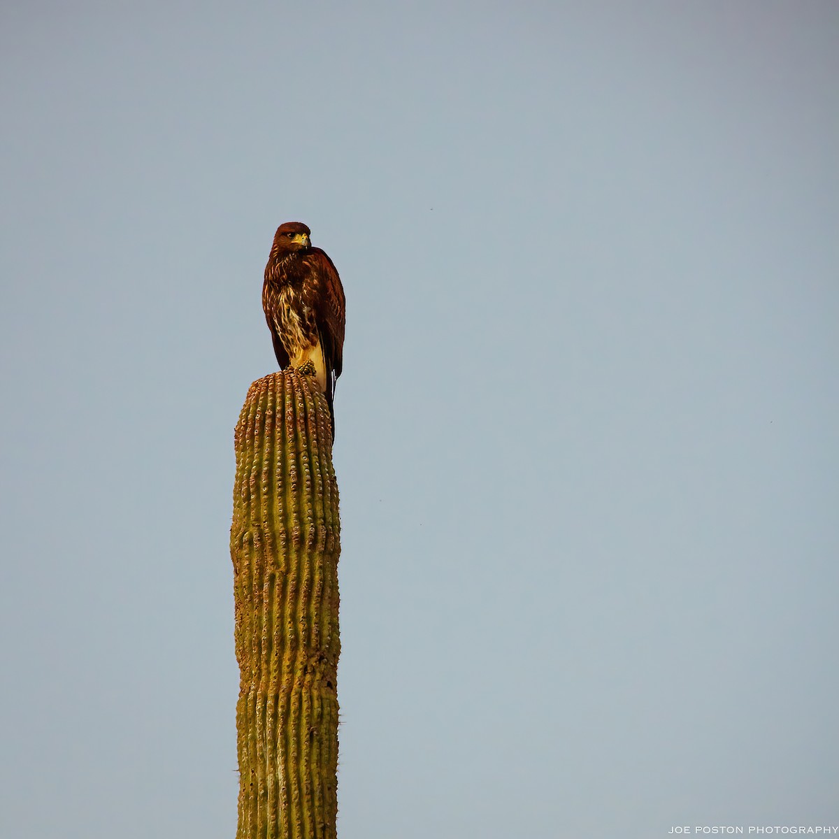 Harris's Hawk - ML387132051