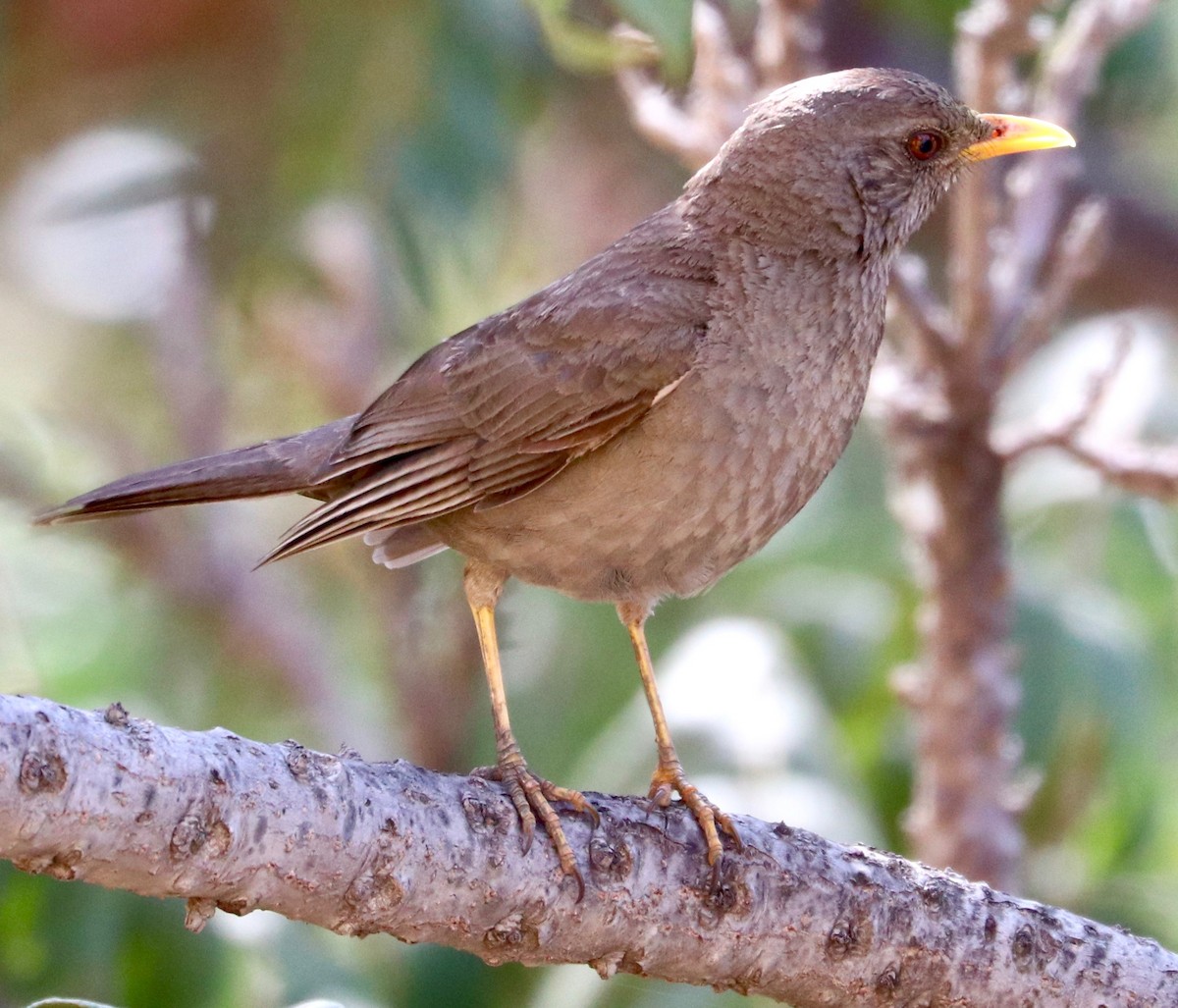 Chiguanco Thrush - ML387133451