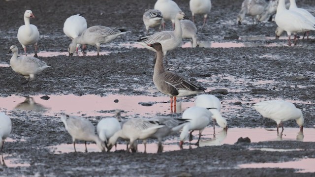 Tundra Bean-Goose - ML387134181