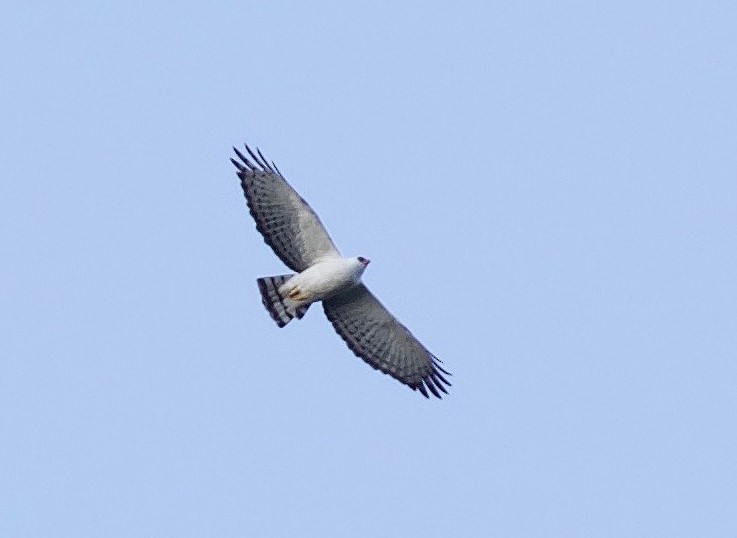 Black-and-white Hawk-Eagle - ML387134571