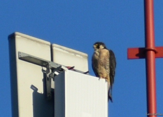 Peregrine Falcon - Senia Benitez