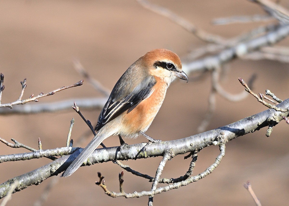 Bull-headed Shrike - ML387139471