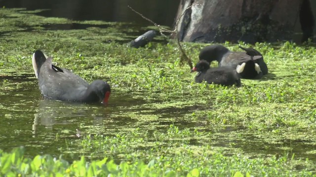 Dusky Moorhen - ML387140181